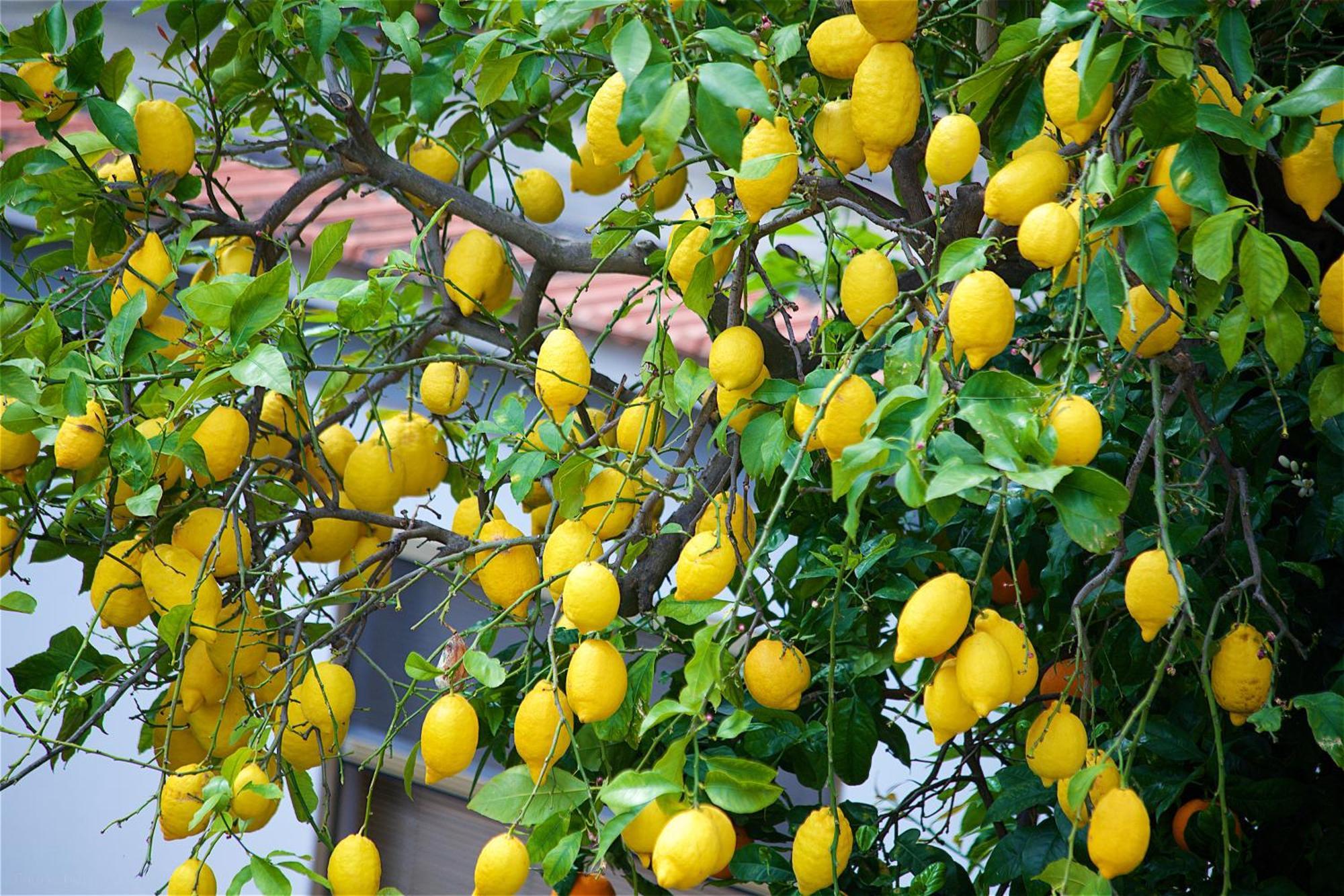 Il Giardino Segreto Acomodação com café da manhã Sorrento Exterior foto